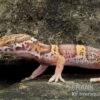 Leopardgecko, Eublepharis Macularius, TREMPER ALBINO