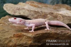 Leopardgecko, Eublepharis Macularius, BELL ALBINO ENIGMA -Tier Produkt Geschäft Leopardgecko Eublepharis macularius Bell Albino Enigma 12