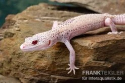 Leopardgecko, Eublepharis Macularius, BELL ALBINO ENIGMA -Tier Produkt Geschäft Leopardgecko Eublepharis macularius Bell Albino Enigma 14
