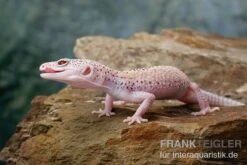 Leopardgecko, Eublepharis Macularius, BELL ALBINO ENIGMA -Tier Produkt Geschäft Leopardgecko Eublepharis macularius Bell Albino Enigma 22