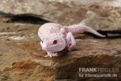 Leopardgecko, Eublepharis Macularius, BELL ALBINO ENIGMA -Tier Produkt Geschäft Leopardgecko Eublepharis macularius Bell Albino Enigma 4