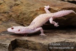 Leopardgecko, Eublepharis Macularius, BELL ALBINO ENIGMA -Tier Produkt Geschäft Leopardgecko Eublepharis macularius Bell Albino Enigma 6
