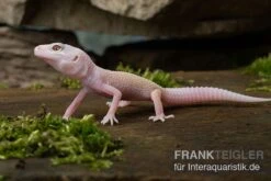 Leopardgecko, Eublepharis Macularius, BLIZZARD