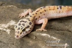 Leopardgecko, Eublepharis Macularius, ENIGMA