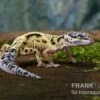 Leopardgecko, Eublepharis Macularius, LEMON FROST MACK SNOW