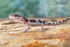 Leopardgecko, Eublepharis Macularius, MACK SNOW 5 Leopardgecko, Eublepharis Macularius, MACK SNOW -Tier Produkt Geschäft Leopardgecko Eublepharis macularius Mack Snow 2