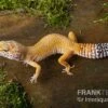 Leopardgecko, Eublepharis Macularius, NORMAL