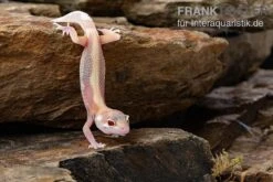 Leopardgecko, Eublepharis Macularius, STRIPE TREMPER ALBINO ECLIPSE -Tier Produkt Geschäft Leopardgecko Eublepharis macularius Stripe Tremper Albino Eclipse 11