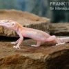 Leopardgecko, Eublepharis Macularius, STRIPE TREMPER ALBINO ECLIPSE