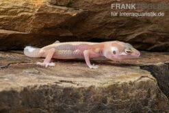 Leopardgecko, Eublepharis Macularius, STRIPE TREMPER ALBINO ECLIPSE -Tier Produkt Geschäft Leopardgecko Eublepharis macularius Stripe Tremper Albino Eclipse 2
