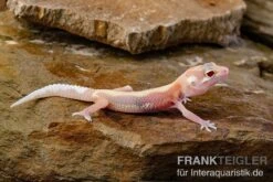 Leopardgecko, Eublepharis Macularius, STRIPE TREMPER ALBINO ECLIPSE -Tier Produkt Geschäft Leopardgecko Eublepharis macularius Stripe Tremper Albino Eclipse 9