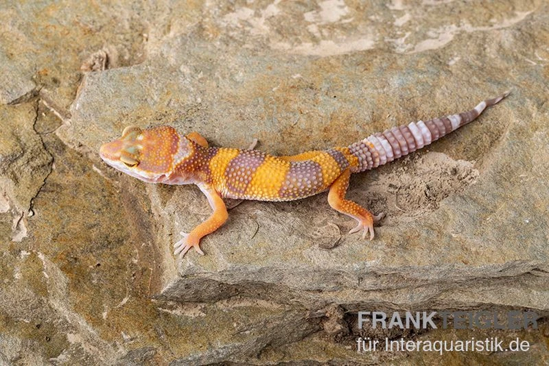 Leopardgecko, Eublepharis Macularius, TANGERINE 2 Leopardgecko, Eublepharis Macularius, TANGERINE – Bild 2