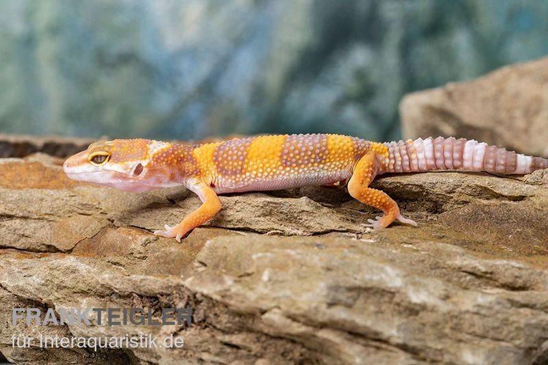 Leopardgecko, Eublepharis Macularius, TANGERINE 1 Leopardgecko, Eublepharis Macularius, TANGERINE
