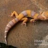 Leopardgecko, Eublepharis Macularius, TANGERINE BELL ALBINO