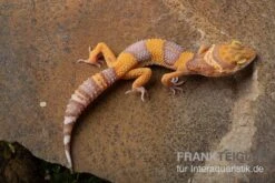 Leopardgecko, Eublepharis Macularius, TANGERINE BELL ALBINO
