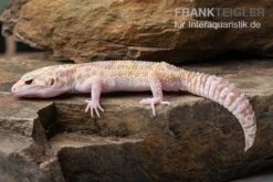Leopardgecko, Eublepharis Macularius, TREMPER ALBINO MACK SNOW ECLIPSE -Tier Produkt Geschäft Leopardgecko Eublepharis macularius Tremper Albino Mack Snow Eclipse 10