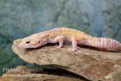 Leopardgecko, Eublepharis Macularius, TREMPER ALBINO MACK SNOW ECLIPSE -Tier Produkt Geschäft Leopardgecko Eublepharis macularius Tremper Albino Mack Snow Eclipse 13