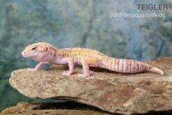 Leopardgecko, Eublepharis Macularius, TREMPER ALBINO MACK SNOW ECLIPSE -Tier Produkt Geschäft Leopardgecko Eublepharis macularius Tremper Albino Mack Snow Eclipse 16