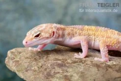 Leopardgecko, Eublepharis Macularius, TREMPER ALBINO MACK SNOW ECLIPSE -Tier Produkt Geschäft Leopardgecko Eublepharis macularius Tremper Albino Mack Snow Eclipse 18