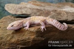 Leopardgecko, Eublepharis Macularius, TREMPER ALBINO MACK SNOW ECLIPSE -Tier Produkt Geschäft Leopardgecko Eublepharis macularius Tremper Albino Mack Snow Eclipse 8