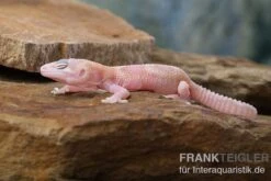 Leopardgecko, Eublepharis Macularius, TREMPER ALBINO MACK SNOW RAPTOR -Tier Produkt Geschäft Leopardgecko Eublepharis macularius Tremper Albino Mack Snow Raptor 2