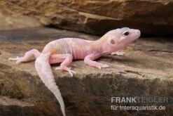 Leopardgecko, Eublepharis Macularius, TREMPER ALBINO MACK SNOW RAPTOR -Tier Produkt Geschäft Leopardgecko Eublepharis macularius Tremper Albino Mack Snow Raptor 3