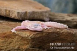 Leopardgecko, Eublepharis Macularius, TREMPER ALBINO MACK SNOW RAPTOR -Tier Produkt Geschäft Leopardgecko Eublepharis macularius Tremper Albino Mack Snow Raptor 5