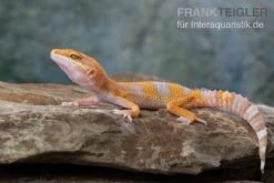 Leopardgecko, Eublepharis Macularius, TREMPER ALBINO TANGERINE 8 Leopardgecko, Eublepharis Macularius, TREMPER ALBINO TANGERINE -Tier Produkt Geschäft Leopardgecko Eublepharis macularius Tremper Albino Tangerine 11