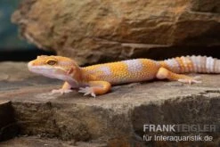 Leopardgecko, Eublepharis Macularius, TREMPER ALBINO TANGERINE 9 Leopardgecko, Eublepharis Macularius, TREMPER ALBINO TANGERINE -Tier Produkt Geschäft Leopardgecko Eublepharis macularius Tremper Albino Tangerine 14