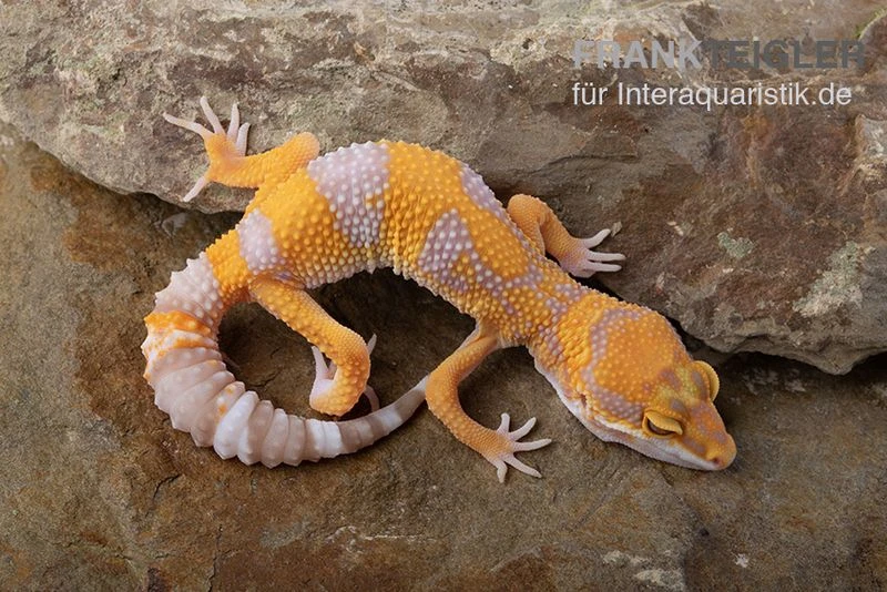 Leopardgecko, Eublepharis Macularius, TREMPER ALBINO TANGERINE 2 Leopardgecko, Eublepharis Macularius, TREMPER ALBINO TANGERINE – Bild 2