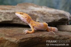 Leopardgecko, Eublepharis Macularius, TREMPER ALBINO TANGERINE 7 Leopardgecko, Eublepharis Macularius, TREMPER ALBINO TANGERINE -Tier Produkt Geschäft Leopardgecko Eublepharis macularius Tremper Albino Tangerine 6