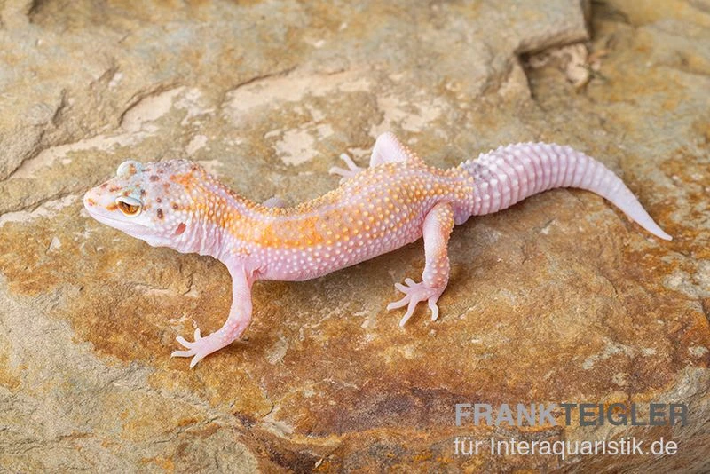 Leopardgecko, Eublepharis Macularius, WHITE & YELLOW 1 Leopardgecko, Eublepharis Macularius, WHITE & YELLOW