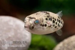 Leopardkugelfisch, Tetraodon Schoutedeni -Tier Produkt Geschäft Leopardkugelfisch Tetraodon schoutedeni 2
