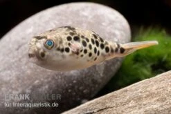 Leopardkugelfisch, Tetraodon Schoutedeni -Tier Produkt Geschäft Leopardkugelfisch Tetraodon schoutedeni 3