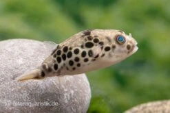 Leopardkugelfisch, Tetraodon Schoutedeni -Tier Produkt Geschäft Leopardkugelfisch Tetraodon schoutedeni 4