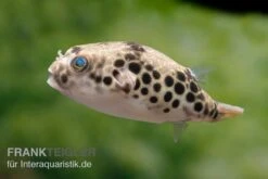 Leopardkugelfisch, Tetraodon Schoutedeni -Tier Produkt Geschäft Leopardkugelfisch Tetraodon schoutedeni 6