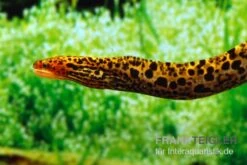 Leopardmuräne, Gymnothorax Polyuranodon (Echte Süßwassermuräne) -Tier Produkt Geschäft Leopardmuraene Gymnothorax polyuranodon Echte Suesswassermuraene 3