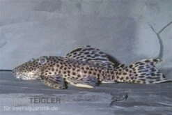 Leopard-Rüsselzahnwelse, Leporacanthicus Heterodon, L172B