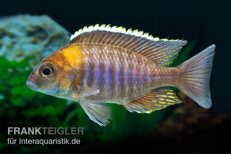 Lethrinops Micrentodon MAKOKOLA, DNZ 1 Lethrinops Micrentodon MAKOKOLA, DNZ