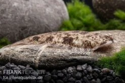 Leucorhynchos-Plattfisch, Süßwasserflunder, Achiroides Leucorhynchos 9 Leucorhynchos-Plattfisch, Süßwasserflunder, Achiroides Leucorhynchos -Tier Produkt Geschäft Leucorhynchos Plattfisch Achiroides leucorhynchos 2