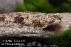 Leucorhynchos-Plattfisch, Süßwasserflunder, Achiroides Leucorhynchos 8 Leucorhynchos-Plattfisch, Süßwasserflunder, Achiroides Leucorhynchos -Tier Produkt Geschäft Leucorhynchos Plattfisch Suesswasserflunder Achiroides leucorhynchos 1 2