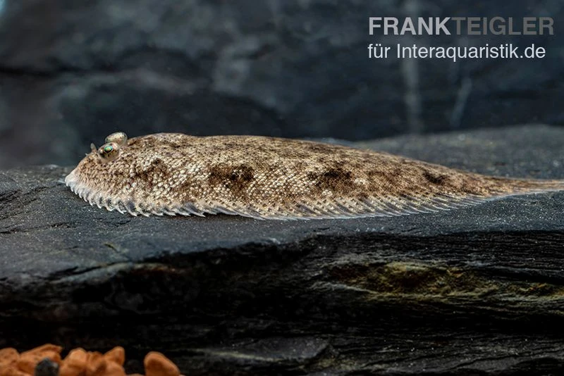 Leucorhynchos-Plattfisch, Süßwasserflunder, Achiroides Leucorhynchos 1 Leucorhynchos-Plattfisch, Süßwasserflunder, Achiroides Leucorhynchos