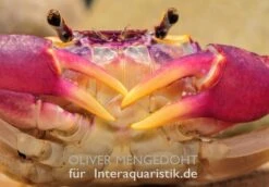 Lila Süßwasserkrabbe, Globithelphusa "indian Lilac" -Tier Produkt Geschäft Lila Suesswasserkrabbe Globithelphusa indian lilac 1