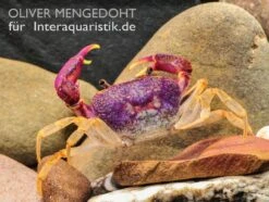 Lila Süßwasserkrabbe, Globithelphusa "indian Lilac" -Tier Produkt Geschäft Lila Suesswasserkrabbe Globithelphusa indian lilac 3