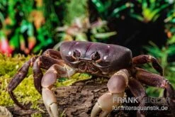 Lila Weihnachtsinselkrabbe, Gecarcoidea Humei, Klein -Tier Produkt Geschäft Lila Weihnachtsinselkrabbe Gecarcoidea humei 1