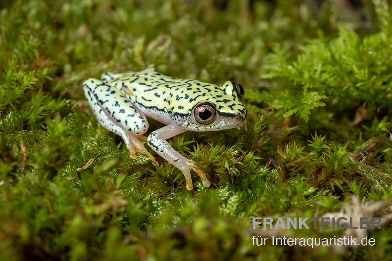 Madagascar-Riedfrosch, Heterixalus Madagascariensis 2 Madagascar-Riedfrosch, Heterixalus Madagascariensis – Bild 2