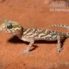 Madagaskar Großkopfgecko, Paroedura Picta