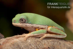 Makifrosch, Phyllomedusa Hypochondrialis -Tier Produkt Geschäft Makifrosch Phyllomedusa hypochondrialis 3