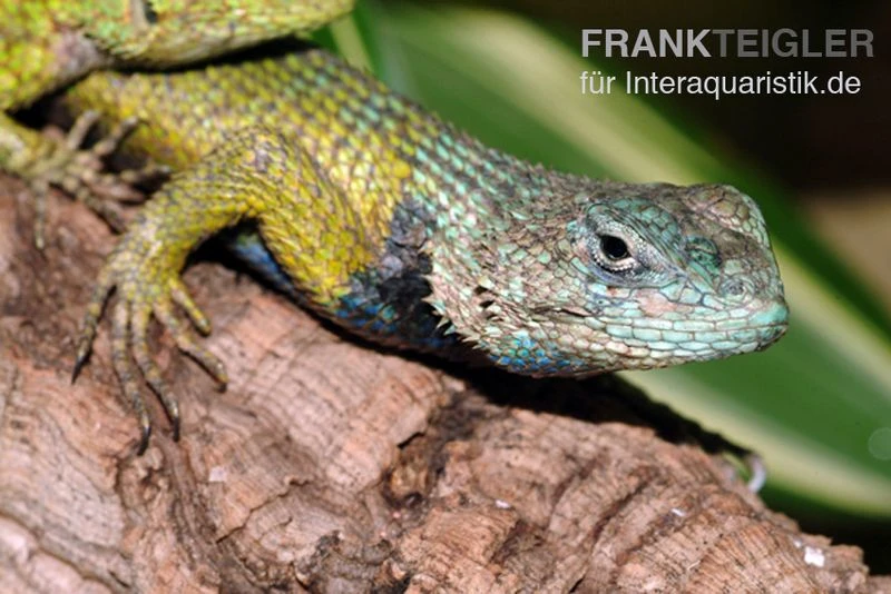 Malachit-Stachelleguan, Sceloporus Malachiticus 2 Malachit-Stachelleguan, Sceloporus Malachiticus – Bild 2