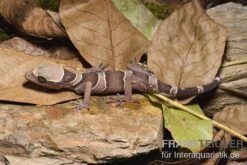 Malayischer Bogenfingergecko, Cyrtodactylus Pulchellus -Tier Produkt Geschäft Malayischer Bogenfingergecko Cyrtodactylus pulchellus 1